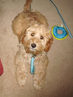 Picture of Australian Labradoodle