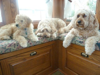 Picture of Australian Labradoodle