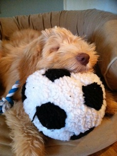 Picture of Australian Labradoodle