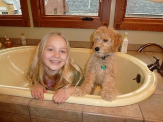 Picture of Australian Labradoodle