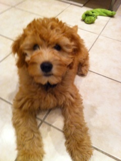 Picture of Australian Labradoodle