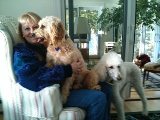 Picture of Australian Labradoodle