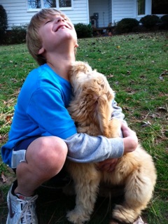 Picture of Australian Labradoodle