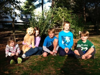 Picture of Australian Labradoodle