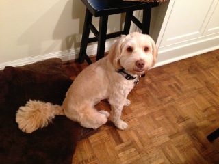 Picture of Australian Labradoodle