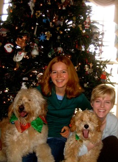 Picture of Australian Labradoodle