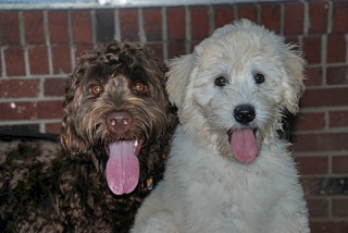 Picture of Australian Labradoodle