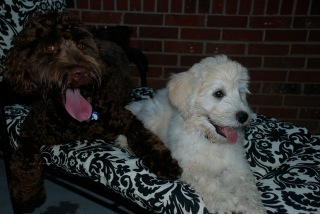 Picture of Australian Labradoodle