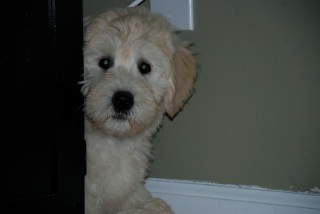 Picture of Australian Labradoodle
