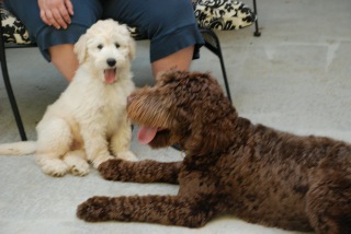 Picture of Australian Labradoodle