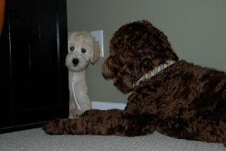 Picture of Australian Labradoodle