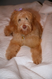 Picture of Australian Labradoodle