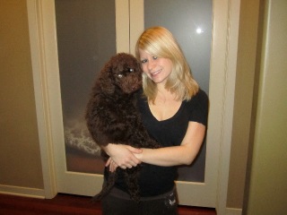 Picture of Australian Labradoodle