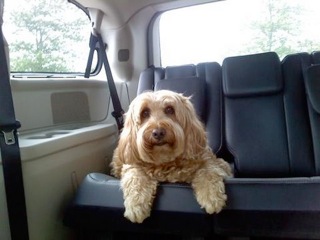 Picture of Australian Labradoodle
