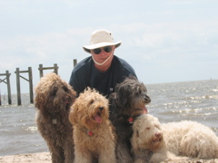 Picture of Australian Labradoodle