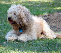 Picture of Australian Labradoodle