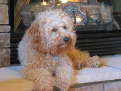 Picture of Australian Labradoodle