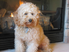 Picture of Australian Labradoodle