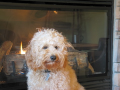 Picture of Australian Labradoodle