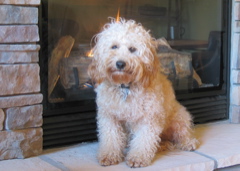 Picture of Australian Labradoodle