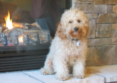 Picture of Australian Labradoodle