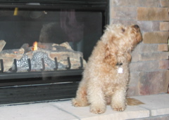 Picture of Australian Labradoodle