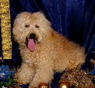 Picture of Australian Labradoodle