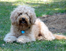 Picture of Australian Labradoodle