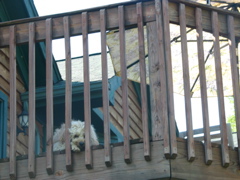 Picture of Australian Labradoodle