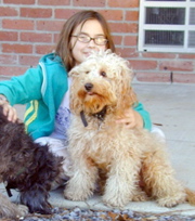 Picture of Australian Labradoodle
