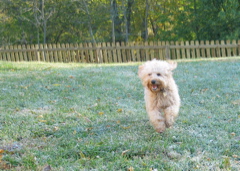 Picture of Australian Labradoodle