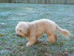 Picture of Australian Labradoodle