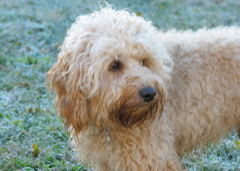 Picture of Australian Labradoodle