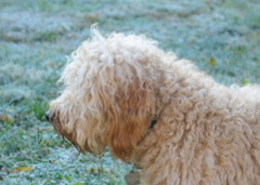 Picture of Australian Labradoodle