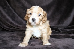 Red Boy, week 5, 2lb 13oz<br>
 