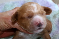 Red Boy, week 2, 1lb<br>
 
