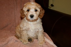 Purple Boy, week 9, 5lb 5oz<br>
 