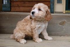Purple Boy, week 8, 4lb <br>
 