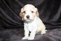Purple Boy, week 5, 2lb 4oz<br>
 