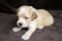 Purple Boy, week 4, 1lb 10oz<br>
 