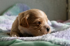 Purple Boy, week 3, 1lb 8oz<br>
 