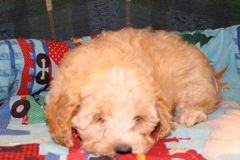 Orange Boy, week 10, 6lb 1oz<br>
 