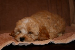 Orange Boy, week 9, 5lb<br>
 