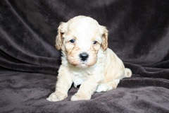 Orange Boy, week 5, 2lb 4oz<br>
 