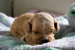 Orange Boy, week 3, 1lb 4oz<br>
 