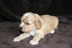 Green Boy, week 4, 2lb 3oz<br>
 