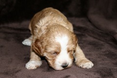 Blue Boy, week 4, 2lb 6oz<br>
 