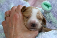 Blue Boy, week 2, 1lb 3oz<br>
 