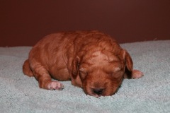 Blue Girl, week 1, 1lb 8oz<br>
 