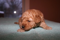 Blue Girl, week 3, 2lb 4oz<br>
 